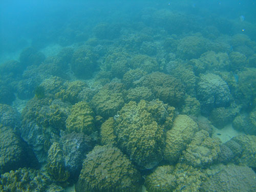 Coverage75-100